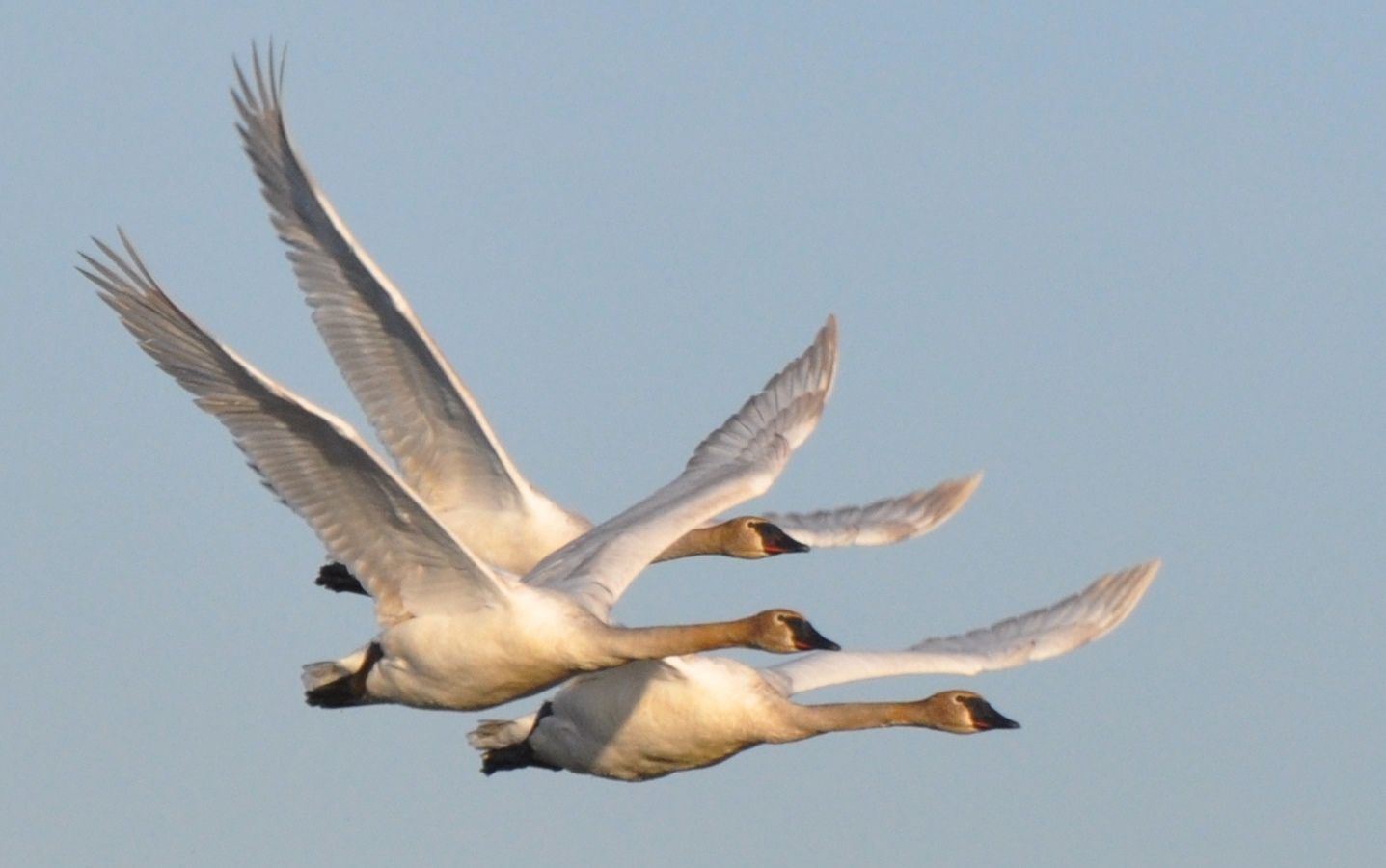 Trumpeter trio